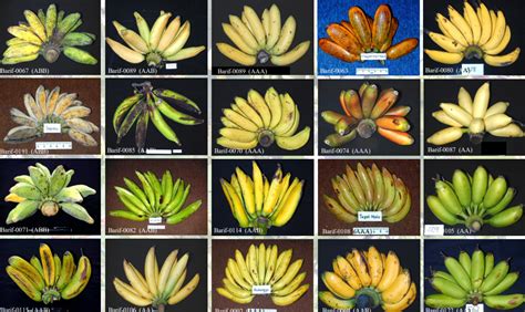 keragaman genetik pisang indonesia luar biasa hortikultura indonesia