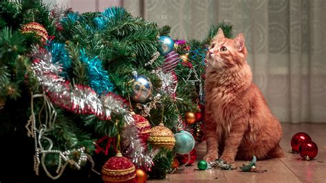 Will Orange & Cinnamon Ornaments Really Keep Your Cat Away From The ...