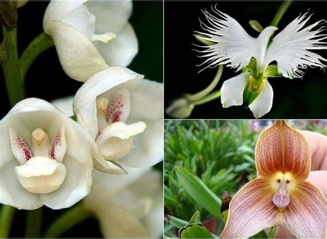 Orquídeas Com Bebê Sapatinho E Pomba Veja As Espécies Mais Inusitadas Orquídeas Espécies