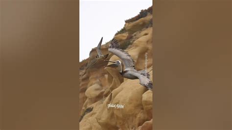 Crazy Peregrine Falcon Attacking A Pelican For Flying Too Close To Her