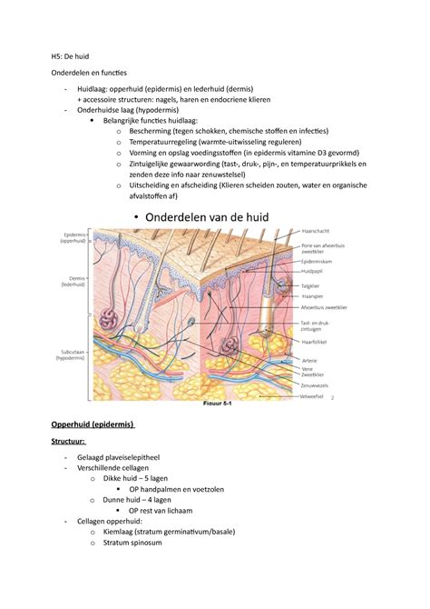 H5 HUID Samenvatting Fysiologie De Huid H5 De Huid Onderdelen En