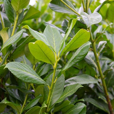 Cherry Laurel Rotundifolia Evergreen Hedging Form Plants