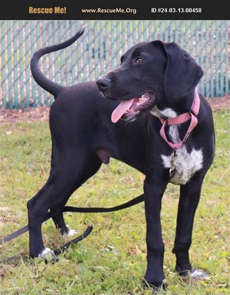 ADOPT 24031300458 Bluetick Coonhound Rescue Fort Myers FL