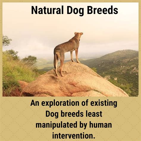 Can A Human Breed With A Dog