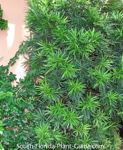 Podocarpus