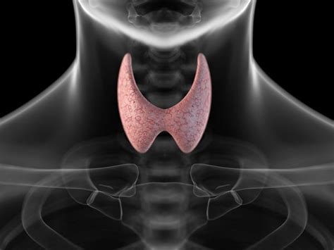 Thyroid Disease: Overview and More 