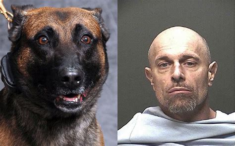 Watch Video Shows Pima County K9 Tracking Down Suspect