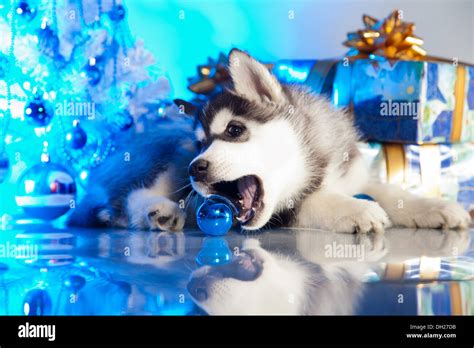 Christmas Huskies