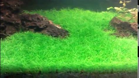 Dwarf Hairgrass Trimming 6 12 Week Update Youtube