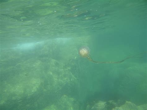 Compass Jellyfish Chrysaora Hysoscella RainbowNature Flickr