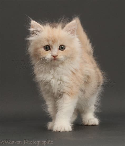 Persian Ragdoll Kittens Tranetbiologiaufrjbr