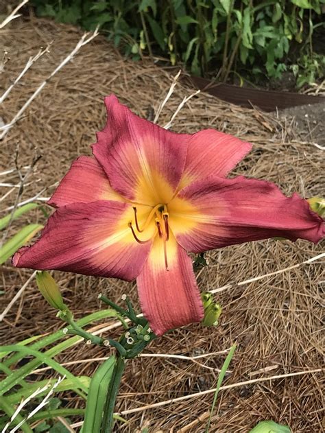 Photo Of The Bloom Of Daylily Hemerocallis Lake Norman Spider