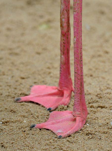 Flamingo Feet Stock Photos Pictures And Royalty Free Images Istock