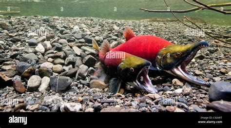 Underwater View Of Spawning Sockeye Salmon In Power Creek Copper River Delta Near Cordova