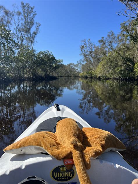 Noosa Kayak Tour Everglades Stingrays Australia Activities In