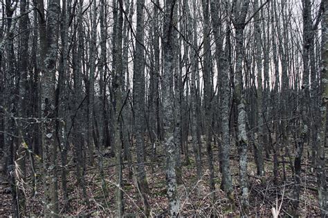 Free stock photo of creepy, forest, many