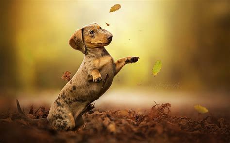 Hd Wallpaper Dogs Dachshund Wallpaper Flare