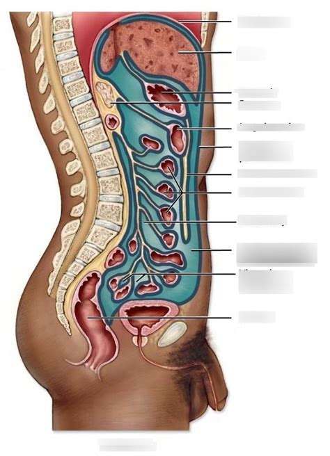 Lab: Chapter 1 - Peritoneum Diagram | Quizlet