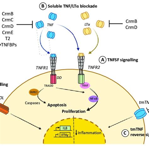 Tnf Cellular Response And Viral Counteraction A Tnf Signalling Download Scientific Diagram