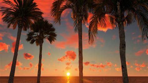 Tropical Sunrise, Stock Video - Envato Elements