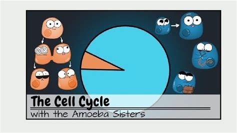 CELL CYCLE CHECKPOINTS Amoeba Sisters Cell Cycle Problems