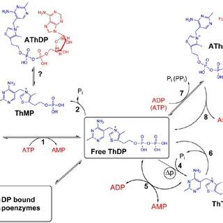 Interconversion Of Thiamine Derivatives In A Model Human Cell