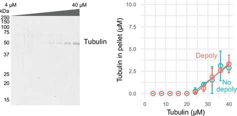 Figures And Data In Camsap Organizes A Tubulin Independent