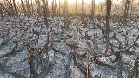 Charred Dead Vegetation Burnt Down After Wildfire Destroyed Florida