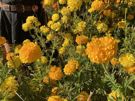 Oregon Grown Marigolds Brighten Weddings Day Of The Dead Diwali