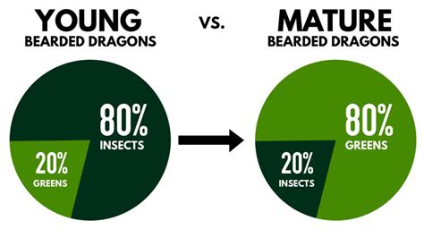 Bearded Dragon Diet Guide: Feeding Your Bearded Dragon the Right Way