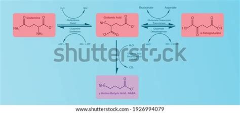 Gaba Neurotransmitter Synthesis Pathway Diagram Pharmacology Stock