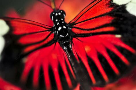 211 Heliconius Photos Pictures And Background Images For Free Download