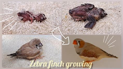 Zebra Finch Growth Stages Nena S Birds Youtube