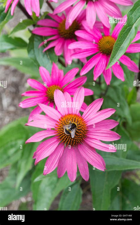 Echinacea Purpurea Pink Shimmer Coneflower And Bumblebee Stock Photo