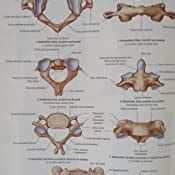 Gray s Atlas der Anatomie Deutsche Bearbeitung von Lars Bräuer Drake