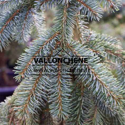 PICEA pungens 'The Blues' - Colorado spruce