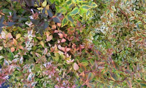 Kaleidoscope Abelia A Seasonal Color Changer Epic Gardening