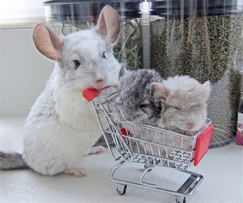 Baby White Chinchilla