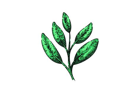 herb sage sketch hand drawn vector (3386689)