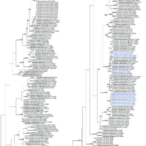 Maximum Parsimony Phylogram Of Cytospora Based On Combined ITS Act