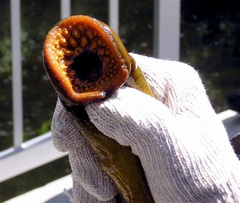 Lamprey Eel Ocean Treasures Memorial Library