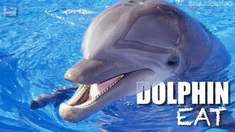 What Does a Dolphin Eat? - sharksinfo.com