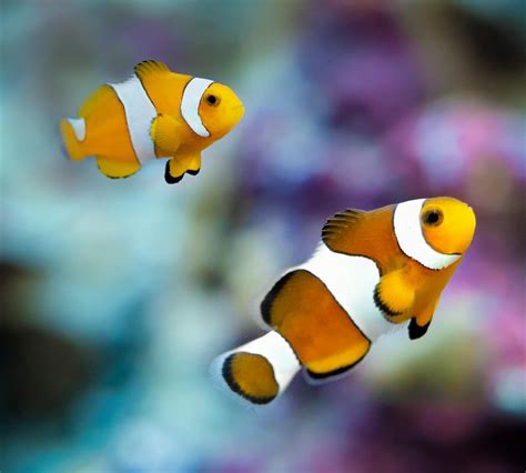 Nemo can change Gender – Clownfish – Change Started