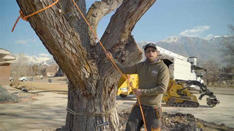 8 Post Tree Removal Care Steps To Ensure A Healthy Lawn Utah Tree Co