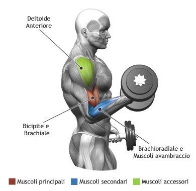 Bicep Curl Muscles Worked