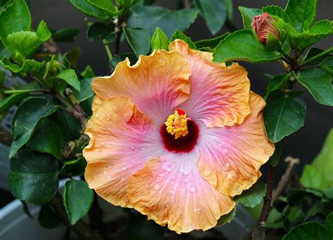 How To Plant Hibiscus Leaf At Paula Stacy Blog