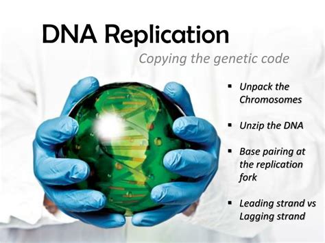 Ppt Dna Replication Powerpoint Presentation Free Download Id2474510