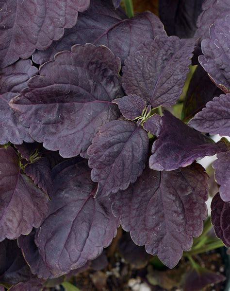 Black Prince Coleus Solenostemon Scutellarioides Proven Winners