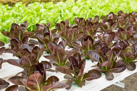 Premium Photo Red Cos Lettuce Salad Plant In The Hydroponic System