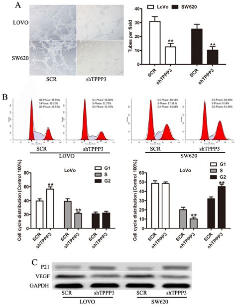 Effect Of Tppp On The Angiogenesis And Cell Cycle Of Crc Cells A